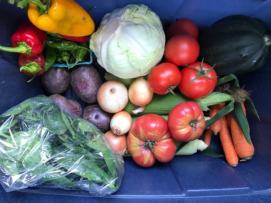 spinach, red tomatoes, red potatoes, red peppers, onion, cabbage, carrots, corn, acorn squash