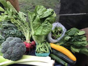 leeks, broccoli, radishes, green beans, green lettuc, cucumbers and yellow squash