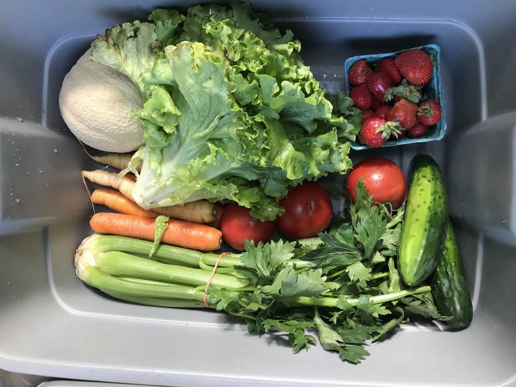 cantalope, carrots, green lettuce, cucumbers, tomatoes, strawberries and celery in a gray plastic CSA tub