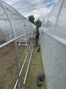 person stands between two grow tunnels installing irrigation equipment
